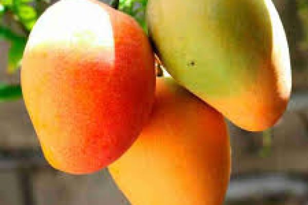 Mango: The King of Fruits